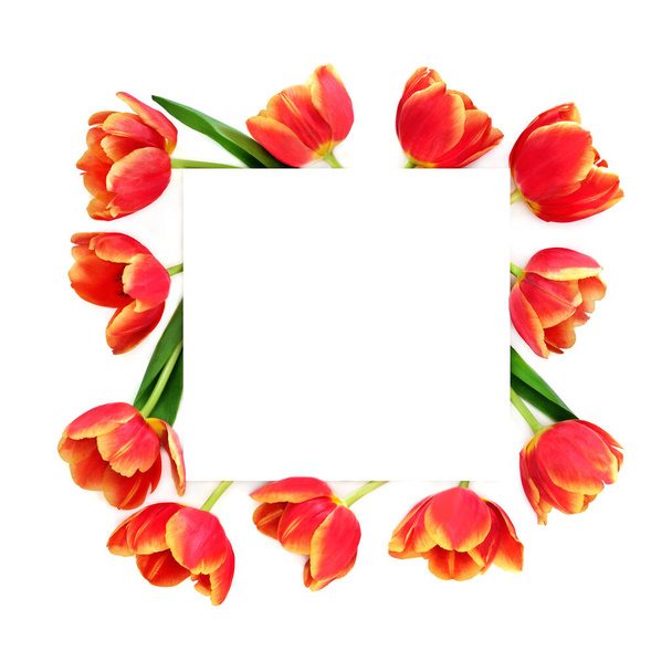 Bahar lale çiçeği arkaplan çerçevesi. Bahar, Paskalya ve Anneler Günü için kırmızı ve sarı çiçekler, beyazı kare şeklinde. Düz konum, üst görünüm, kopyalama alanı - Fotoğraf, Görsel