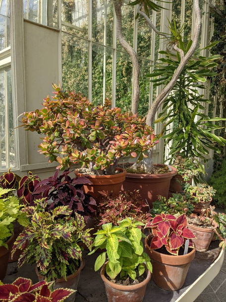 Potted plants on windowsill in greenhouse   - Fotoğraf, Görsel