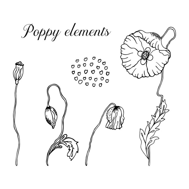   Unikko kukkia käsin piirretty musta ääriviivat valkoisella pohjalla. Kasvitieteellinen esimerkki unikosta ja sen elementeistä. Vektorin kuvitus doodle-tyyliin. - Vektori, kuva