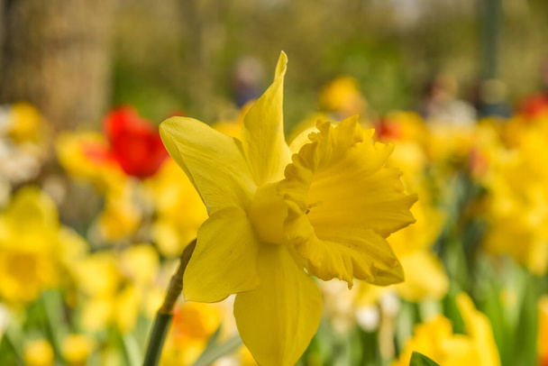 Julianadorp, Nederland, April 2022. Close up van verschillende bloeiende bloemen. Hoge kwaliteit foto - Foto, afbeelding