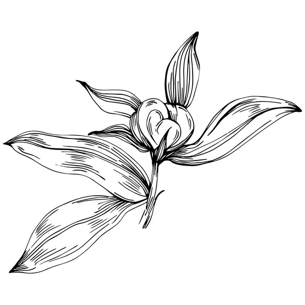 Fleur de pivoine. Fleur botanique florale. Élément d'illustration isolé. Dessin vectoriel à la main fleur sauvage pour le fond, la texture, le motif d'emballage, le cadre ou la bordure. - Vecteur, image