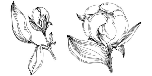 Flor de peónia. Floral flor botânica. Isolado elemento ilustração. Vector mão desenho wildflower para fundo, textura, padrão de invólucro, quadro ou borda. - Vetor, Imagem