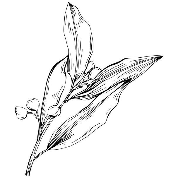 Bay leaf vector isolated plant  - Вектор, зображення