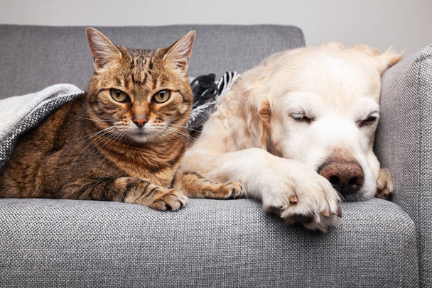 Happy young golden retriever dog and cute mixed breetabby cat under cozy tartan plaid. Home animals warms under black and white blanket in cold winter weather. Friendship of pets. Pets care concept. - Photo, image
