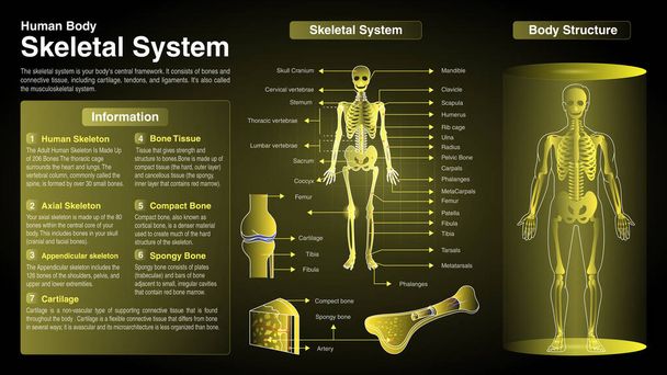 Vector Diagrams of Skeletal System: Function, Organs and Anatomy - Vektör, Görsel