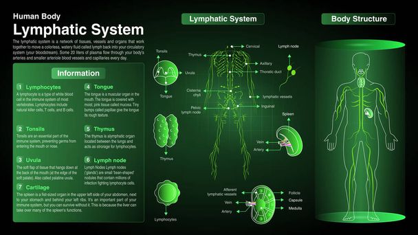 Diagramas vectoriales del sistema linfático: función, órganos y anatomía - Vector, imagen