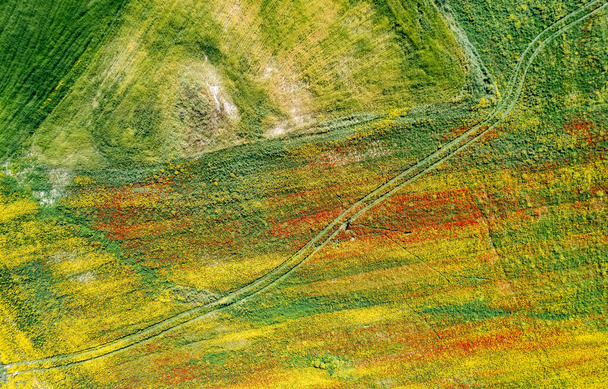 Drone aerial field with yellow blooming and red flowers. Spring landscape background - Foto, Imagem