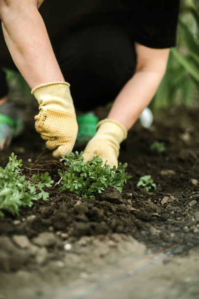 Női kezek palánta növekszik. Vegetáriánus kertészeti zöldséges talajszamóca ültetése - Fotó, kép