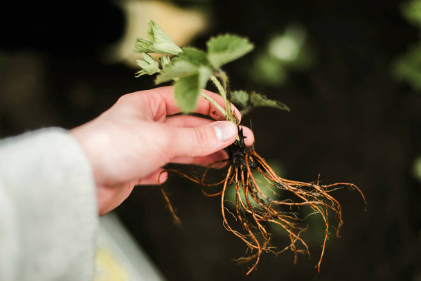 Woman Hands Sämling wächst. Pflanzung eines Gemüsegartens pflanzt Gemüseerdbeeren - Foto, Bild