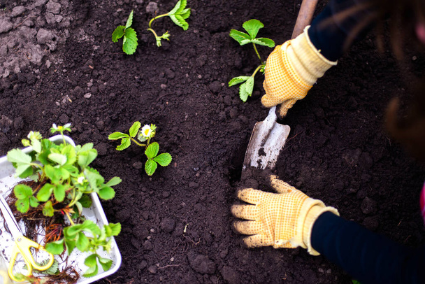 Woman Hands seedling growing. Planting a veggie garden plant vegetable green soil strawberries - Photo, Image