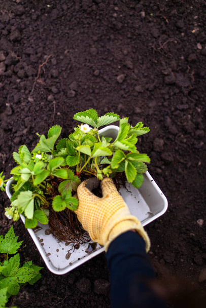 Mujer Manos plántulas creciendo. Plantar un huerto vegetal vegetal verde fresas del suelo - Foto, imagen