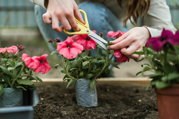 Woman Hands seedling growing. Planting a veggie garden plant vegetable green soil strawberries  - Foto, immagini