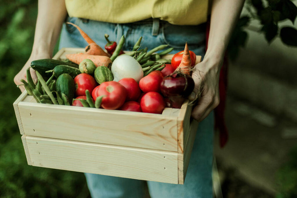 Frau sammelt reifes Gemüse im Garten. - Foto, Bild