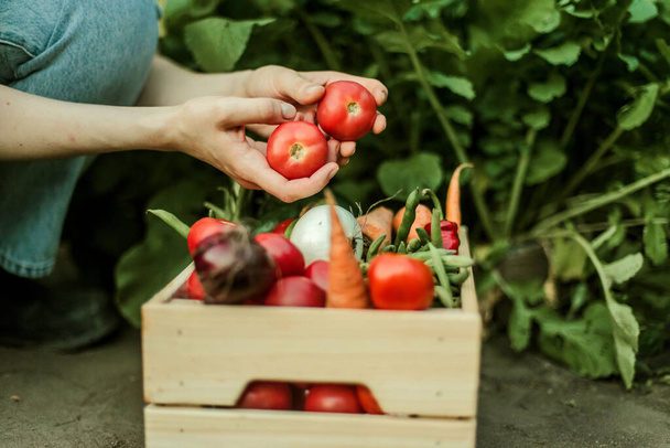 Bahçede olgun sebzeler toplayan bir kadın.. - Fotoğraf, Görsel