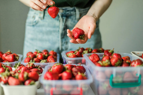 Woman gathering ripe strawberries in the garden. - Foto, Bild