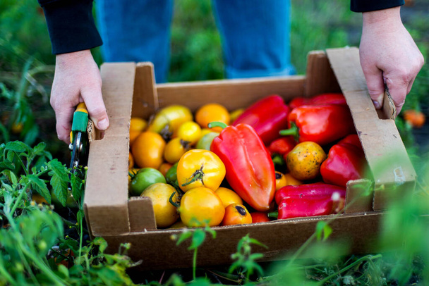 Женщина собирает спелые, перец, помидоры в саду.  - Фото, изображение