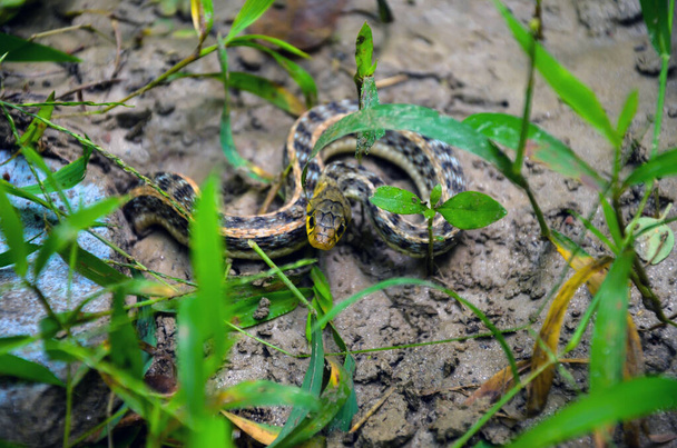 Eine buff gestreifte Keelback-Schlange posierte, um aus dem Loch zu schnappen. Nicht aggressive oder ungiftige Schlangen, Gras- oder Wasserschlangen, die aus dem Boden kommen. Nahaufnahme eines Schlangenkopfes. - Foto, Bild
