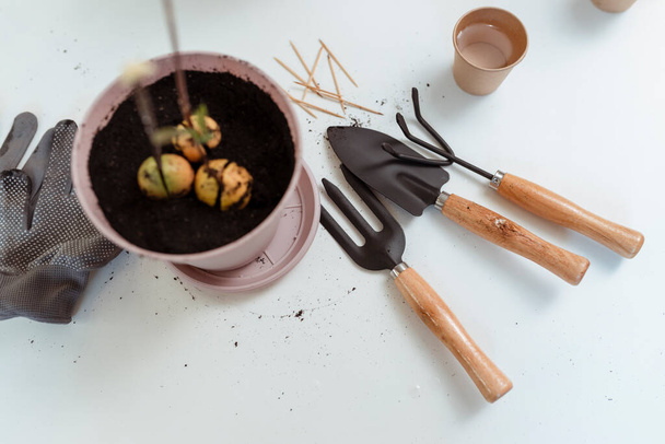 Transplanting a house avocado plant into a pot. Concept of home decor with natural plants.  - 写真・画像
