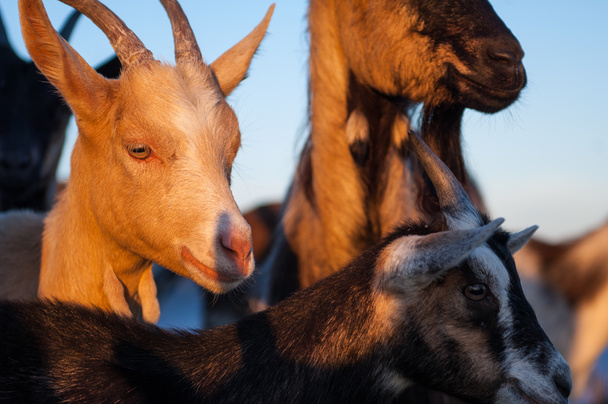 goats - Photo, Image