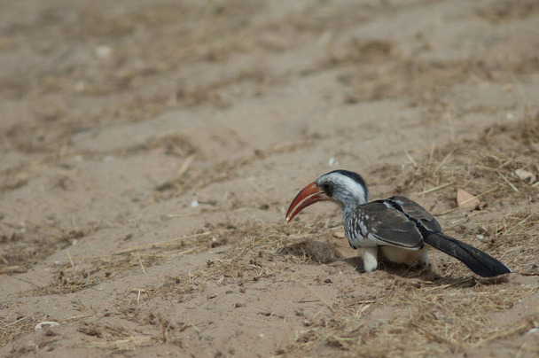 Tockus erythrorhynchus kempi de bico vermelho do norte na areia. - Foto, Imagem