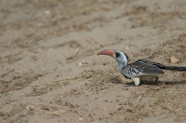 Northern red-billed hornbill Tockus erythrorhynchus kempi on the sand. - Photo, Image