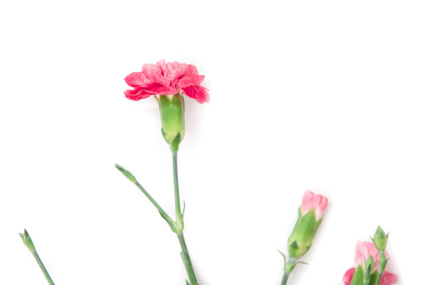 Mini carnations isolated on white background. Pink mini carnations with buds in early spring time - Fotoğraf, Görsel