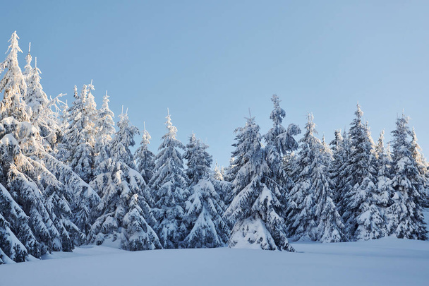 真っ青な空。日中は雪に覆われた木々と魔法の冬の風景. - 写真・画像