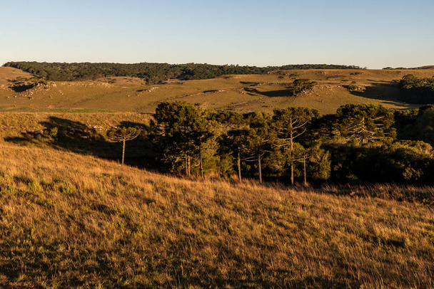 Araucaria trees and farm field at sunset, Cambara do Sul, Rio Grande do Sul, Brazil - 写真・画像
