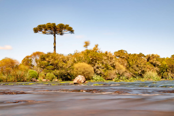 Fluss mit Vegetation, Felsen und Araukarien-Baum, Cambara do Sul, Rio Grande do Sul, Brasilien - Foto, Bild
