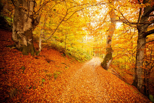 Stezka v podzimním lese, slunce svítilo mezi stromy. Podzimní listoví. - Fotografie, Obrázek