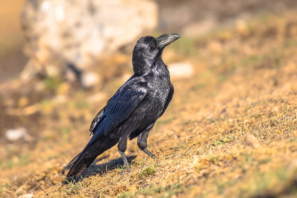 Κοινό κοράκι (Corvus corax) σκαρφαλωμένο σε βράχο στα ισπανικά Πυρηναία, Καταλονία, Ισπανία. Έιπριλ. Τρέφονται με ψοφίμια, έντομα, δημητριακά, μούρα, φρούτα, μικρά ζώα, πουλιά που φωλιάζουν και απορρίμματα τροφών.. - Φωτογραφία, εικόνα