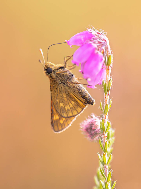 Large skipper (Ochlodes sylvanus) is a Butterfly of the family Hesperiidae. Drinking nectar of heath flower (Erica tetralix). Netherlands - 写真・画像