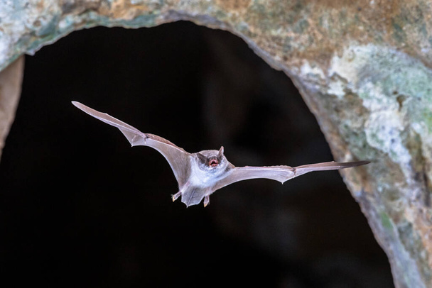 Langfinger-Fledermaus (myotis capaccinii) fliegen vom Eingang der Kolonie Höhle in spanischen Pyrenäen, Aragon, Spanien. April. - Foto, Bild