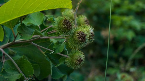 Bush and flower burdock in the forest - Foto, afbeelding
