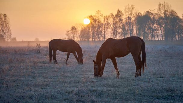 two horses graze in a meadow at sunrise - Foto, afbeelding