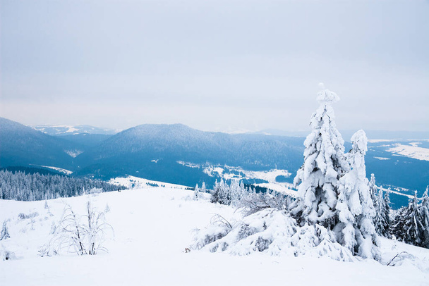 カルパチア山脈、ウクライナ。美しい冬の風景。雪に覆われた森のリスト. - 写真・画像