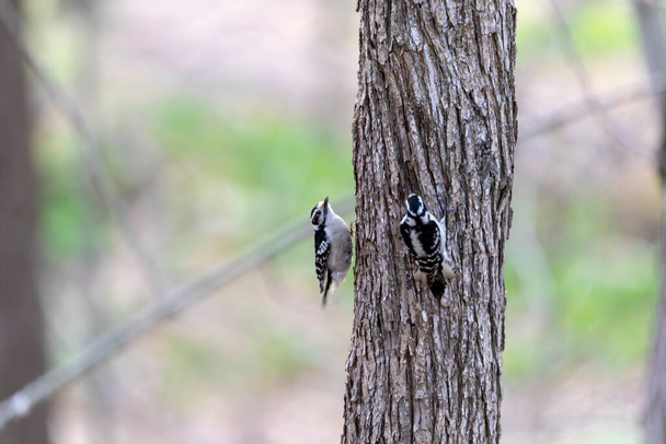 Il picchio lanuginoso (Dryobates pubescens) nel parco del Wisconsin - Foto, immagini