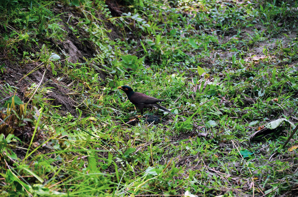 Closeup of the common myna, Indian myna ready to fly from the green grass land. Typical mynah from sturnidae family looking for the food on the muddy ground. - Photo, Image