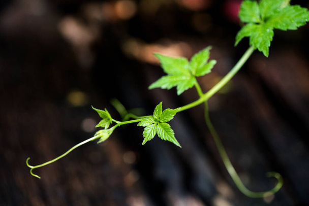 Gynostemma pentaphyllum ou jiaoguland branche feuilles vertes sur un vieux fond en bois. - Photo, image