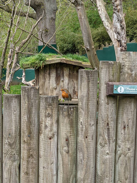 kaunis ruskea lintu istuu puinen aita  - Valokuva, kuva