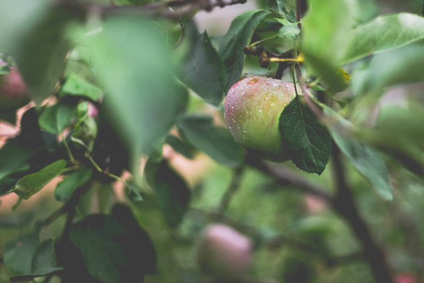 Beautiful view of the apple tree in the morning after the rain. Raindrops on an apple. A toned photo with vignetting and soft ambient light. - Foto, afbeelding
