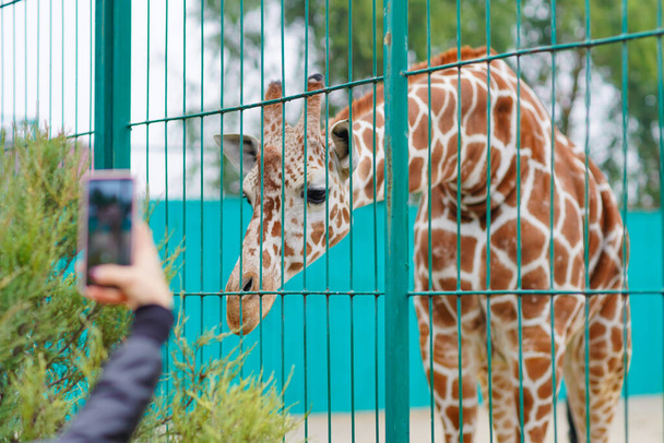 A zoo visitor photographs katta giraffe on a smartphone. Zoo concept  - Fotografie, Obrázek