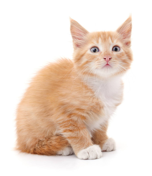 One little kitten isolated on a white background. - Фото, зображення