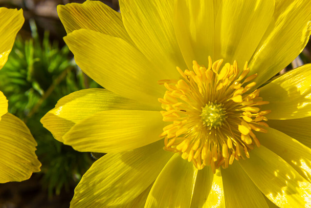Žluté lesní květy Adonis vernalis, bažantí oko, jarní bažantí oko, žluté bažantí oko, falešná Hellebore. Rostlina je jedovatá, obsahuje kardiostimulační sloučeniny. - Fotografie, Obrázek
