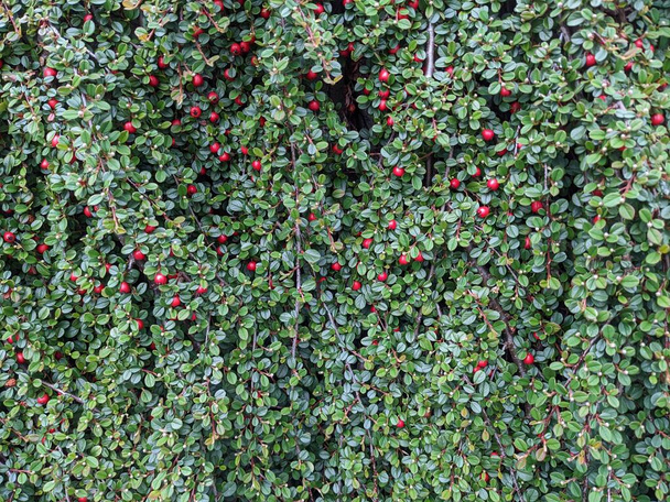 background of decorative bush with red berries - Fotoğraf, Görsel