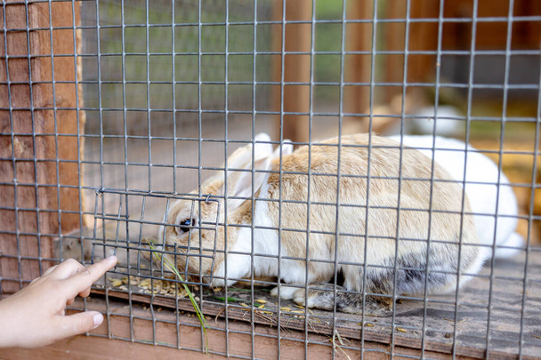 Милі кролики на тваринницькій фермі у кролику. Кролик у клітці на природній екологічній фермі. Тваринництво та екологічне землеробство. Дитина годує кролика через проміжок у клітці
. - Фото, зображення
