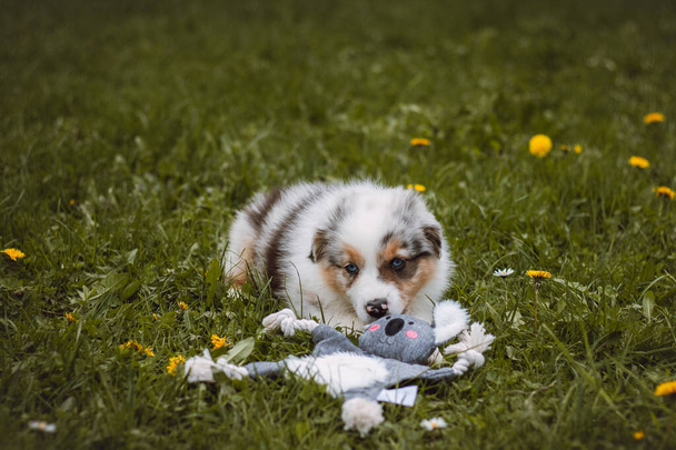 Australian Shepherd Welpe tobt mit seinem Spielzeug durch den Garten. Ein schelmisches Canis-Lupus-Weibchen. Blauer Merle läuft draußen herum.  - Foto, Bild