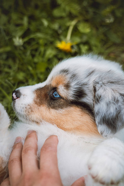 Scratching a young Australian Shepherd puppy lying in the grass. Audience favourite. A new female dog outdoors enjoying the attention of people. - Foto, immagini