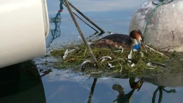 鳥が卵を孵化させる。プラスチック廃棄物との偉大なクレストグレアのリアルタイム。警察は巣の中で状況を監視してる。プラスチック汚染、自然保護、環境保護の概念. - 映像、動画