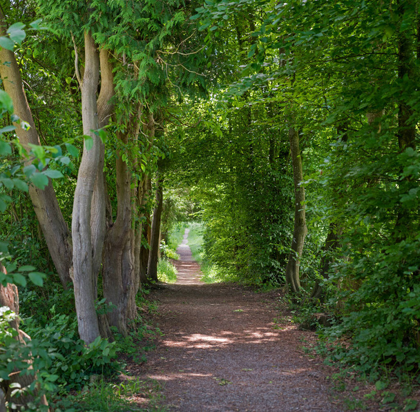 footpath through green alley with thuja and beech trees - Photo, image
